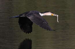 Image of White-breasted Cormorant