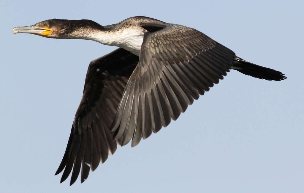 Image of White-breasted Cormorant