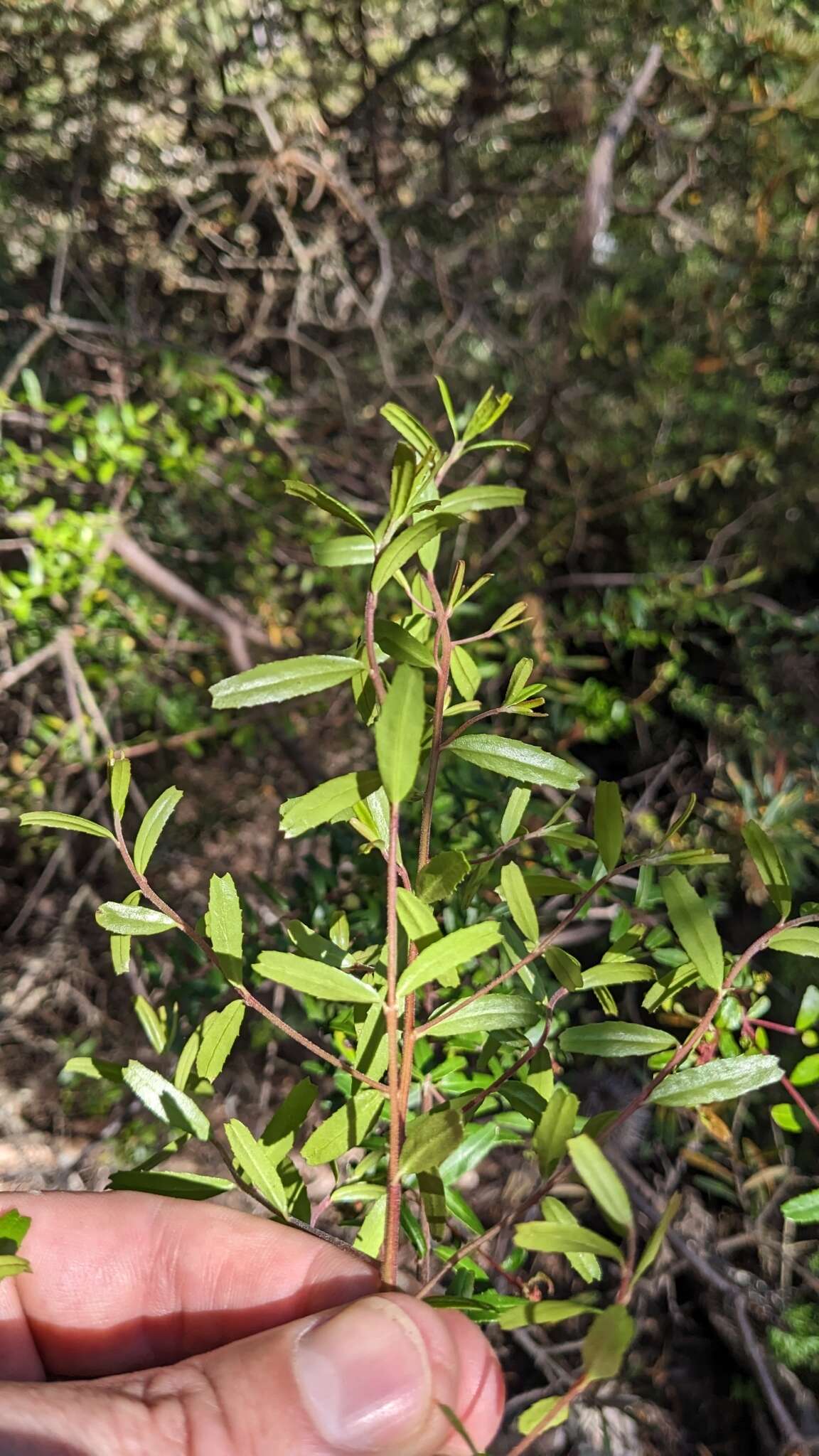 Image of Leionema bilobum subsp. truncatum (Hook. fil.) Duretto & K. L. Durham