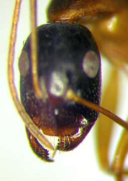 Слика од Camponotus baldaccii Emery 1908