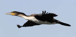 Image of White-breasted Cormorant