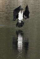 Image of White-breasted Cormorant