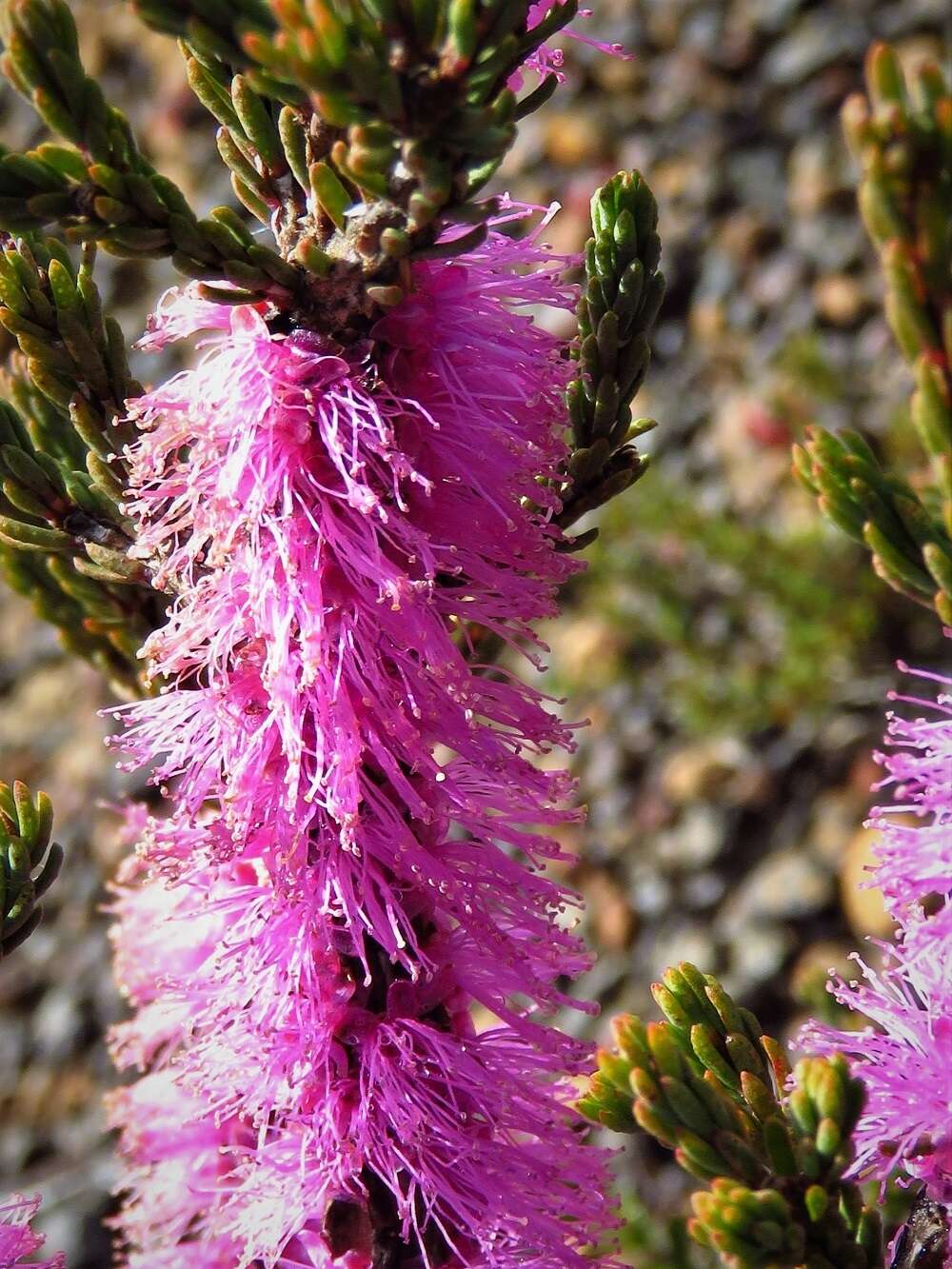 Image of Melaleuca suberosa (Schau.) C. A. Gardner