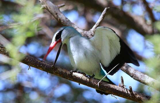 Image of Senegal Kingfisher