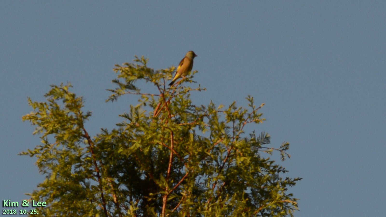 Image of Grey-capped Greenfinch