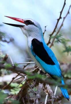 Image of Senegal Kingfisher