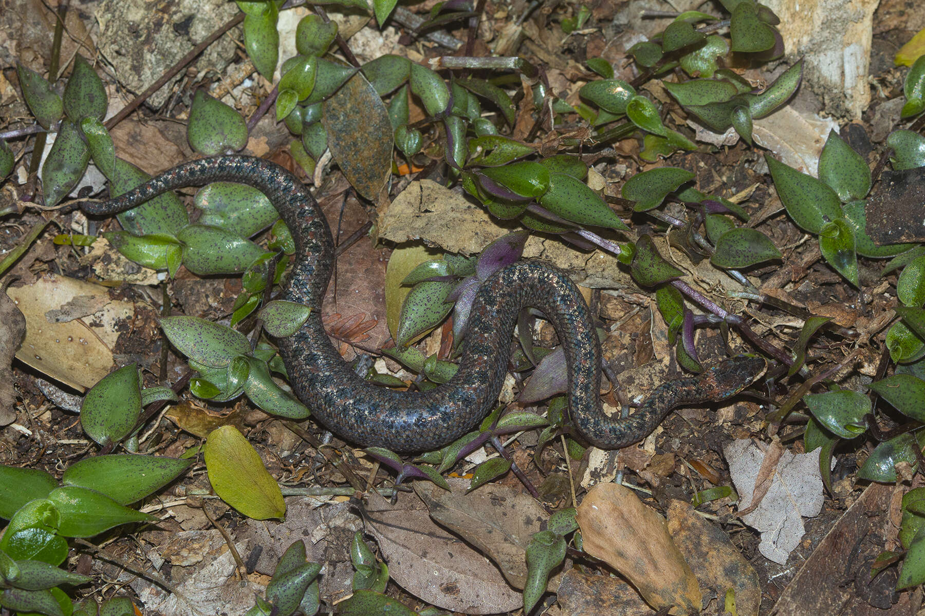 Tropidophis haetianus (Cope 1879)的圖片