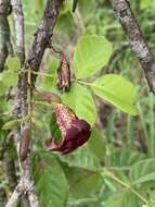 Image of Bean-tree