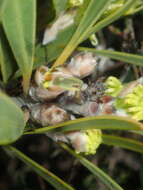 Imagem de Hakea eneabba Haegi