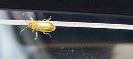 Image of Tamarisk leaf beetle