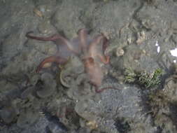 Image de Callistoctopus dierythraeus (Norman 1993)