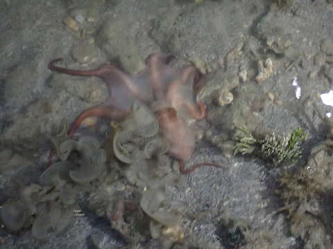 Image of Red-spot Night Octopus