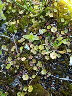 Imagem de Hydrocotyle microphylla A. Cunn.