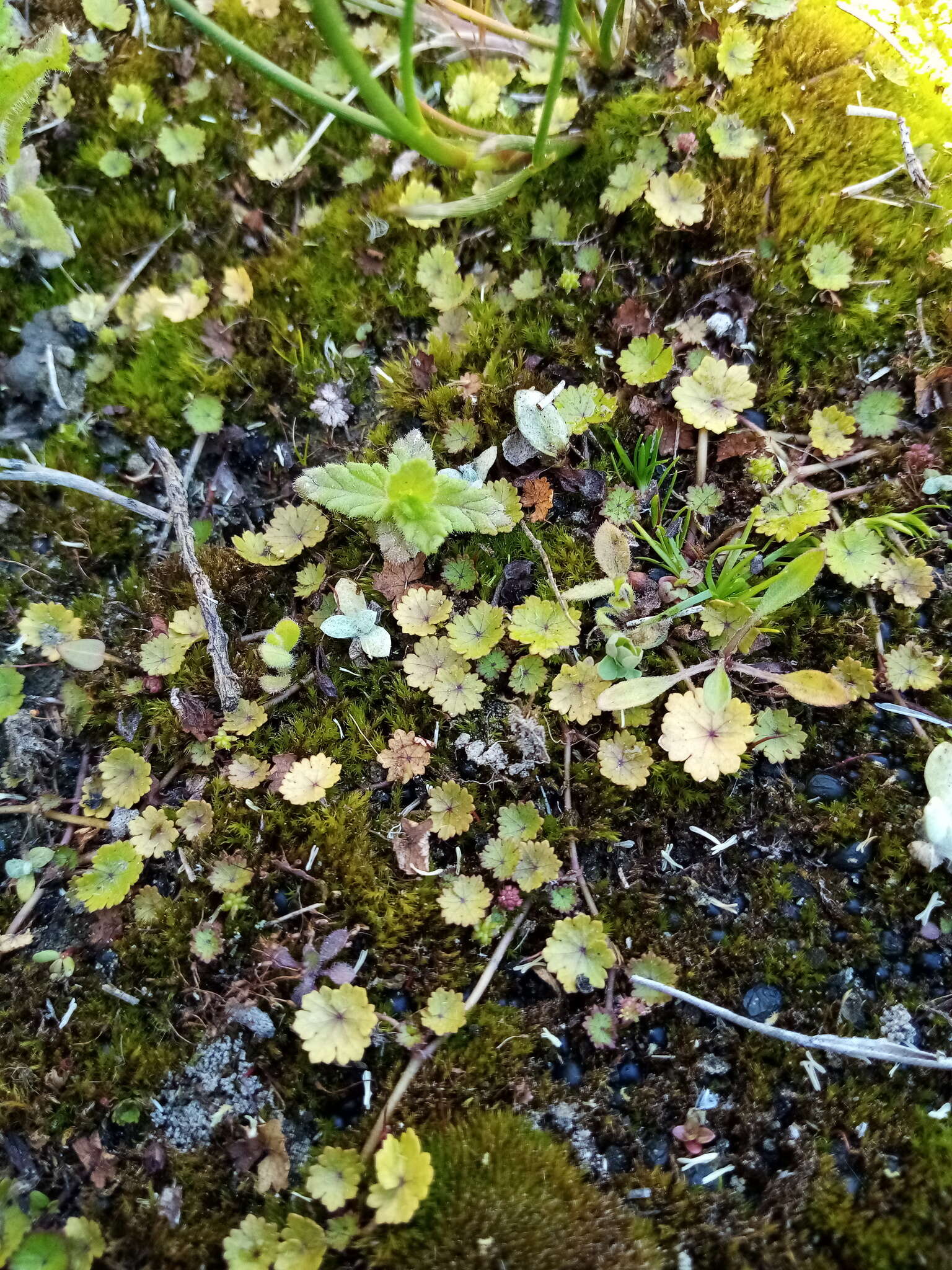 Image of Hydrocotyle microphylla A. Cunn.