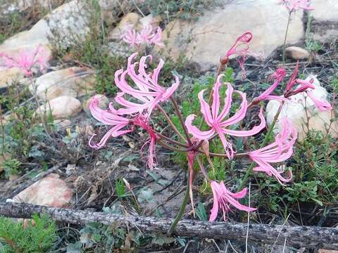 Image of Nerine humilis (Jacq.) Herb.