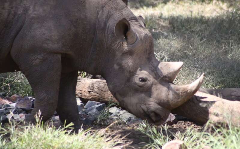 Image of Black Rhinoceros