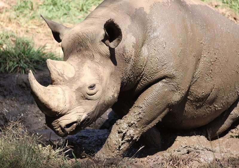 Image of Black Rhinoceros