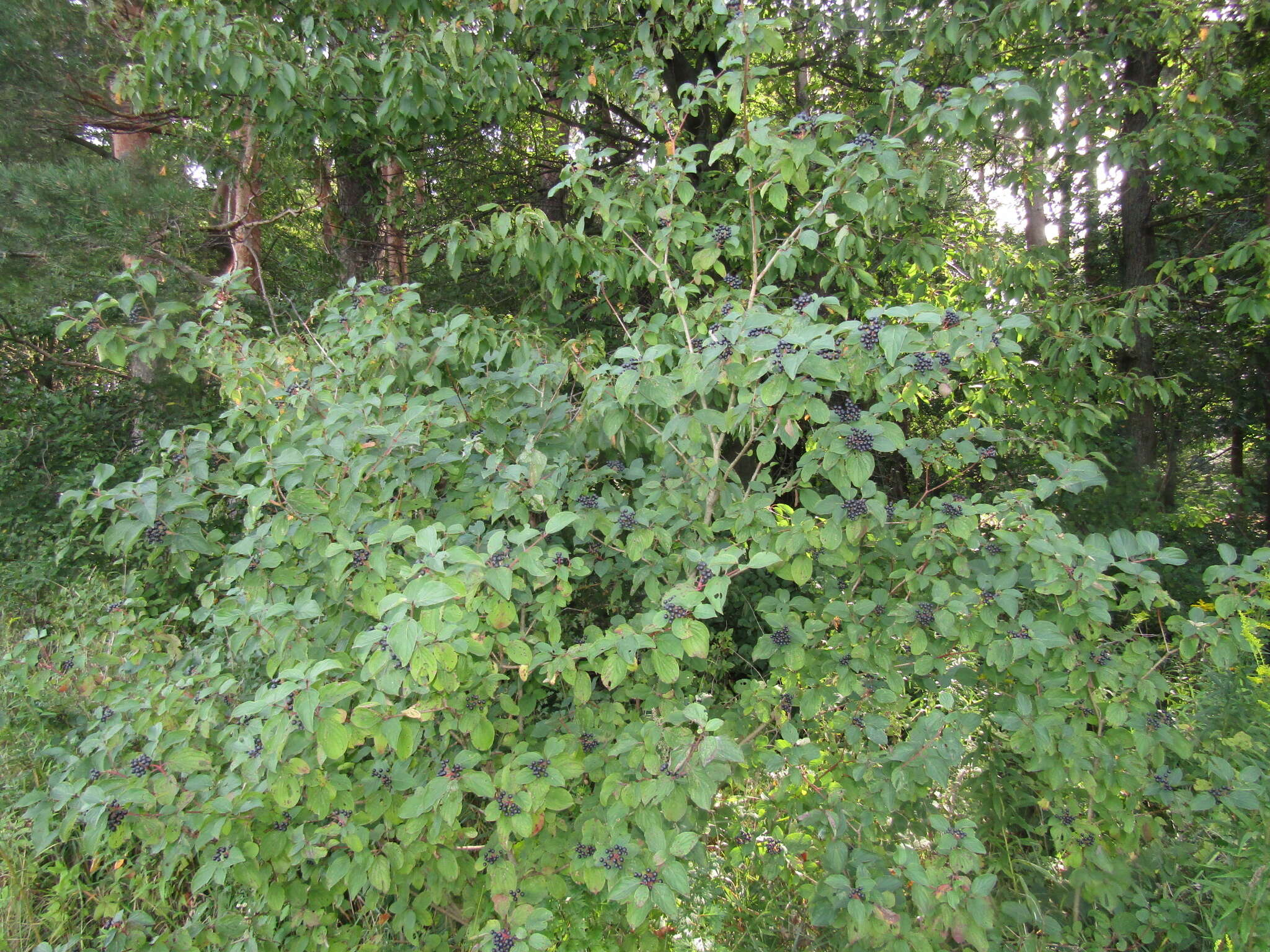 Image of Cornus sanguinea subsp. sanguinea