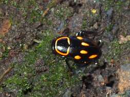 Sundablatta sexpunctata (Hanitsch 1923) resmi