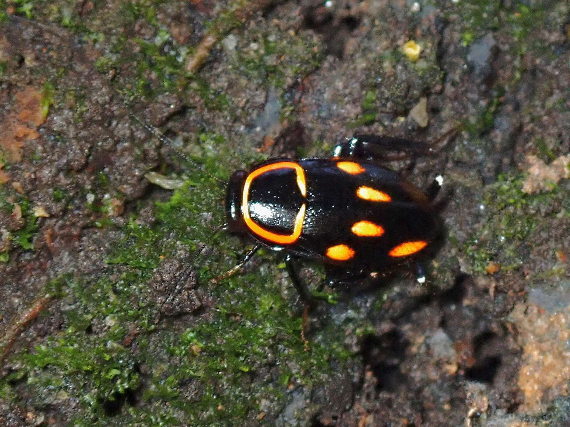 Sundablatta sexpunctata (Hanitsch 1923) resmi