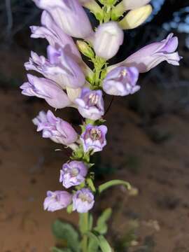 Image of southwestern beardtongue