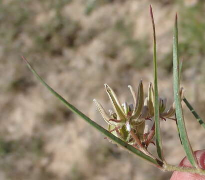 Sivun Asclepias navicularis (E. Mey.) Schltr. kuva