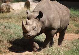 Image of Black Rhinoceros