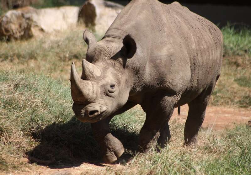 Image of Black Rhinoceros