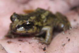 Image of Cabreria Spiny-chest Frog