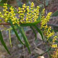 Image of Dioscorea hastifolia Nees