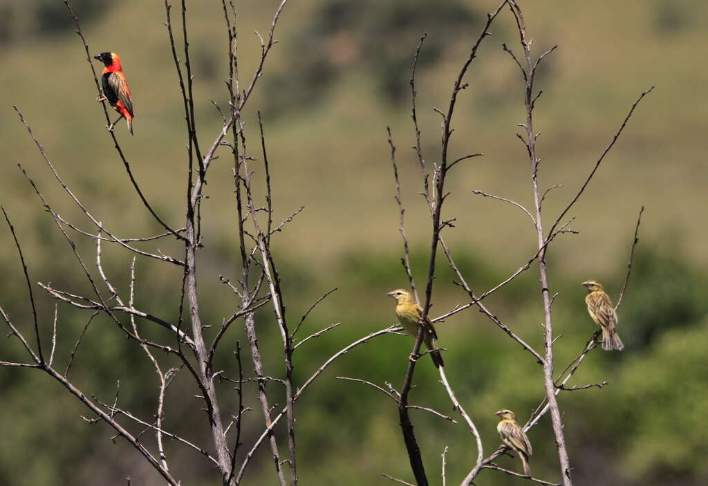 Image of Red Bishop