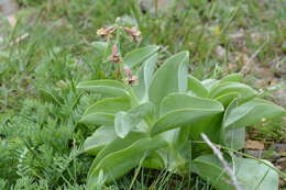 Image of Fritillaria sewerzowii Regel