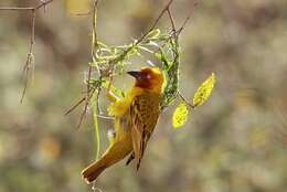 Image of Cape Weaver