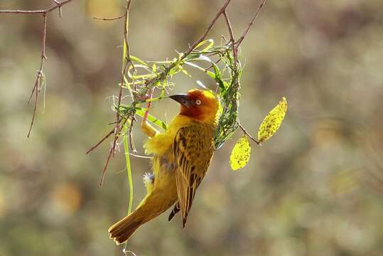 Image of Cape Weaver