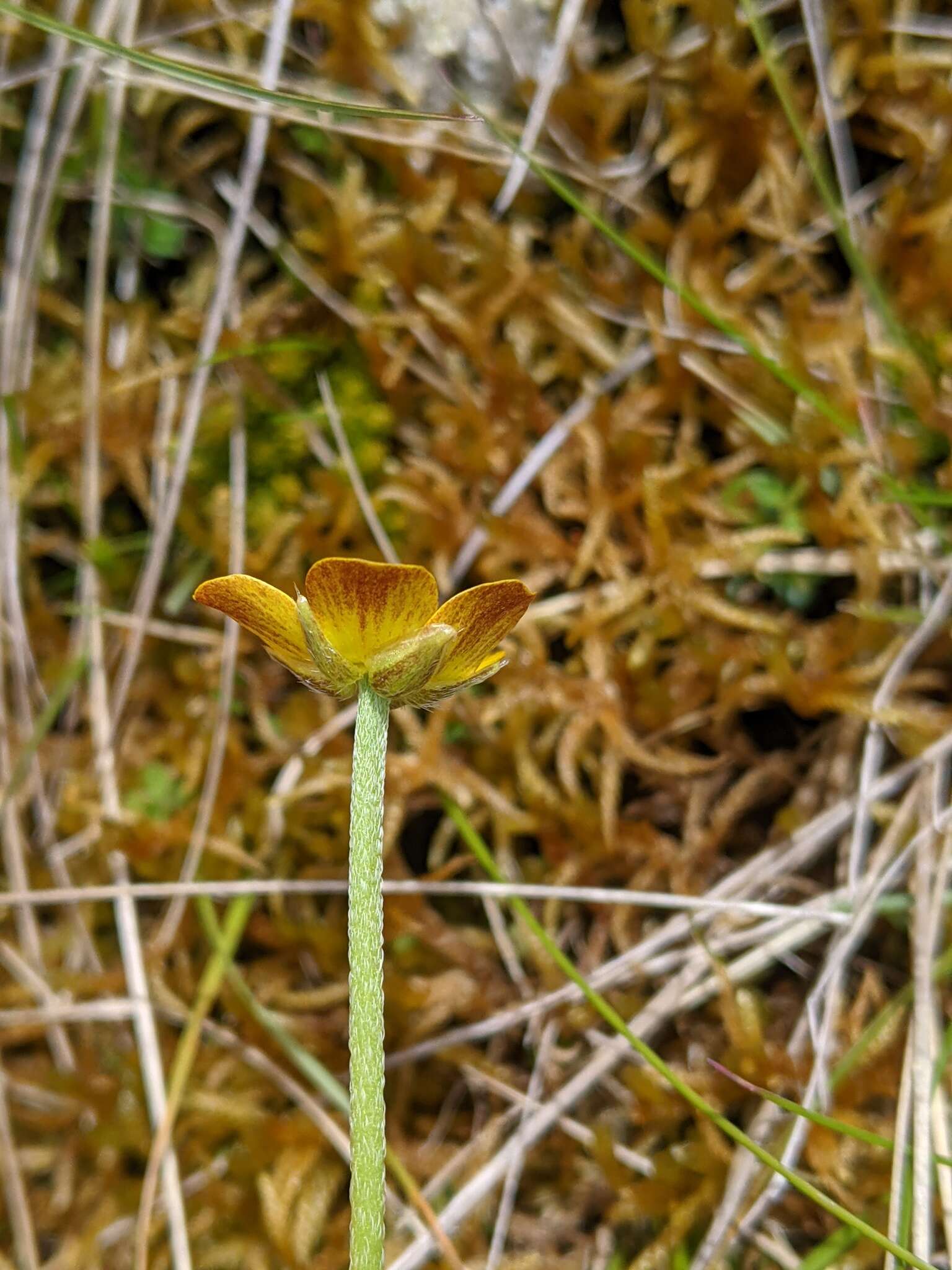 Image of Ranunculus pascuinus (Hook. fil.) Melville