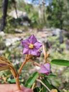 Image of Seringia lanceolata Steetz