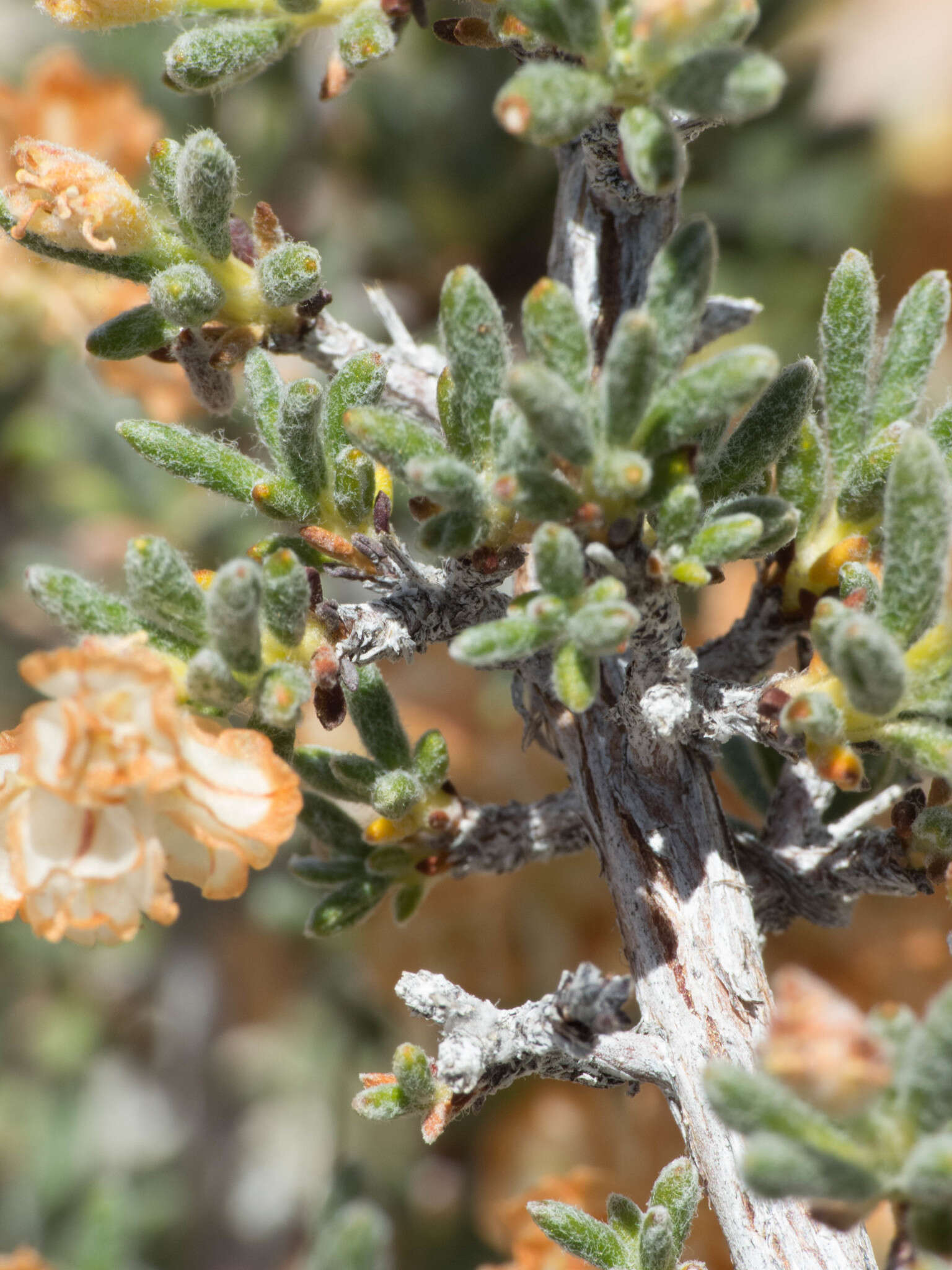 Image de Eriogonum ripleyi Howell