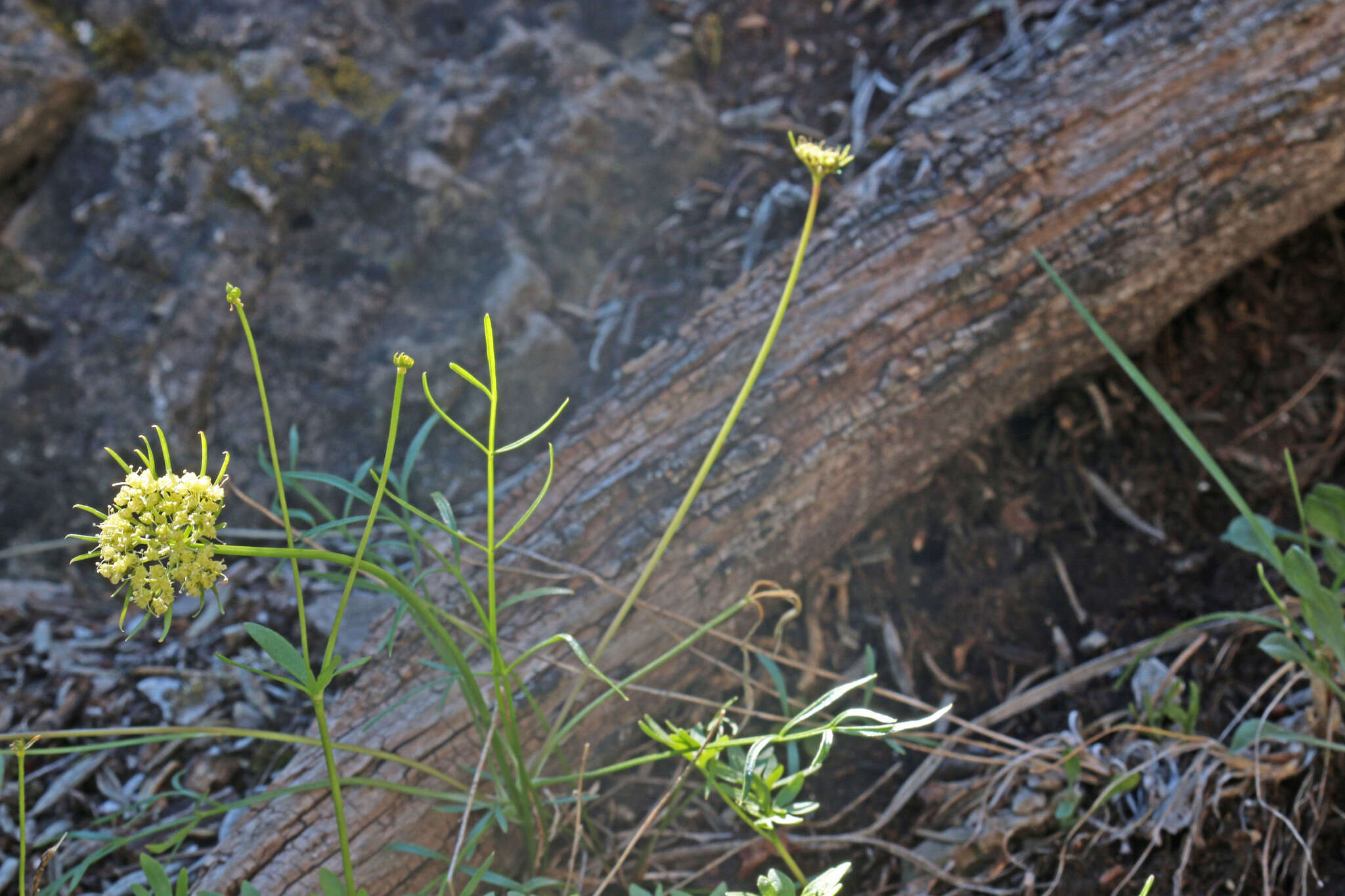 Image of narrowleaf wildparsley