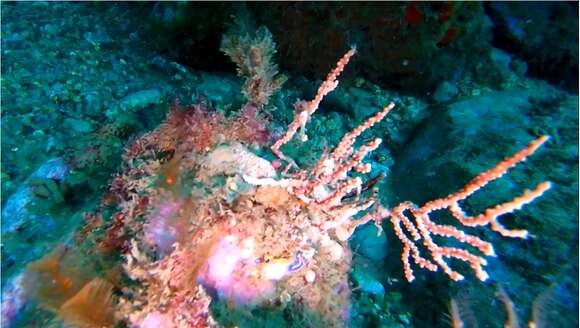 Image of Broad Sea Fan