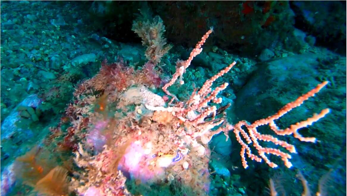 Image of Broad Sea Fan