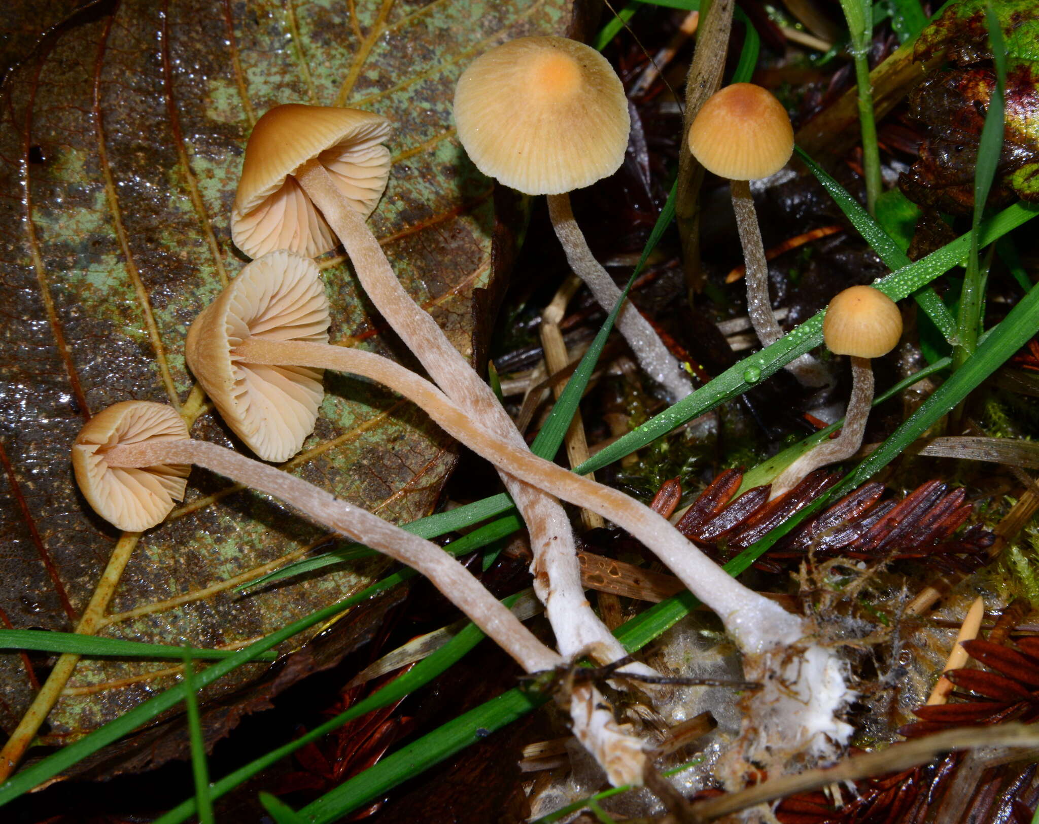 Image of Galerina semilanceata (Peck) A. H. Sm. & Singer 1964