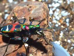 Image of Cicindela (Sophiodela) chinensis De Geer 1774