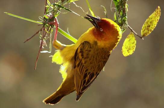 Image of Cape Weaver