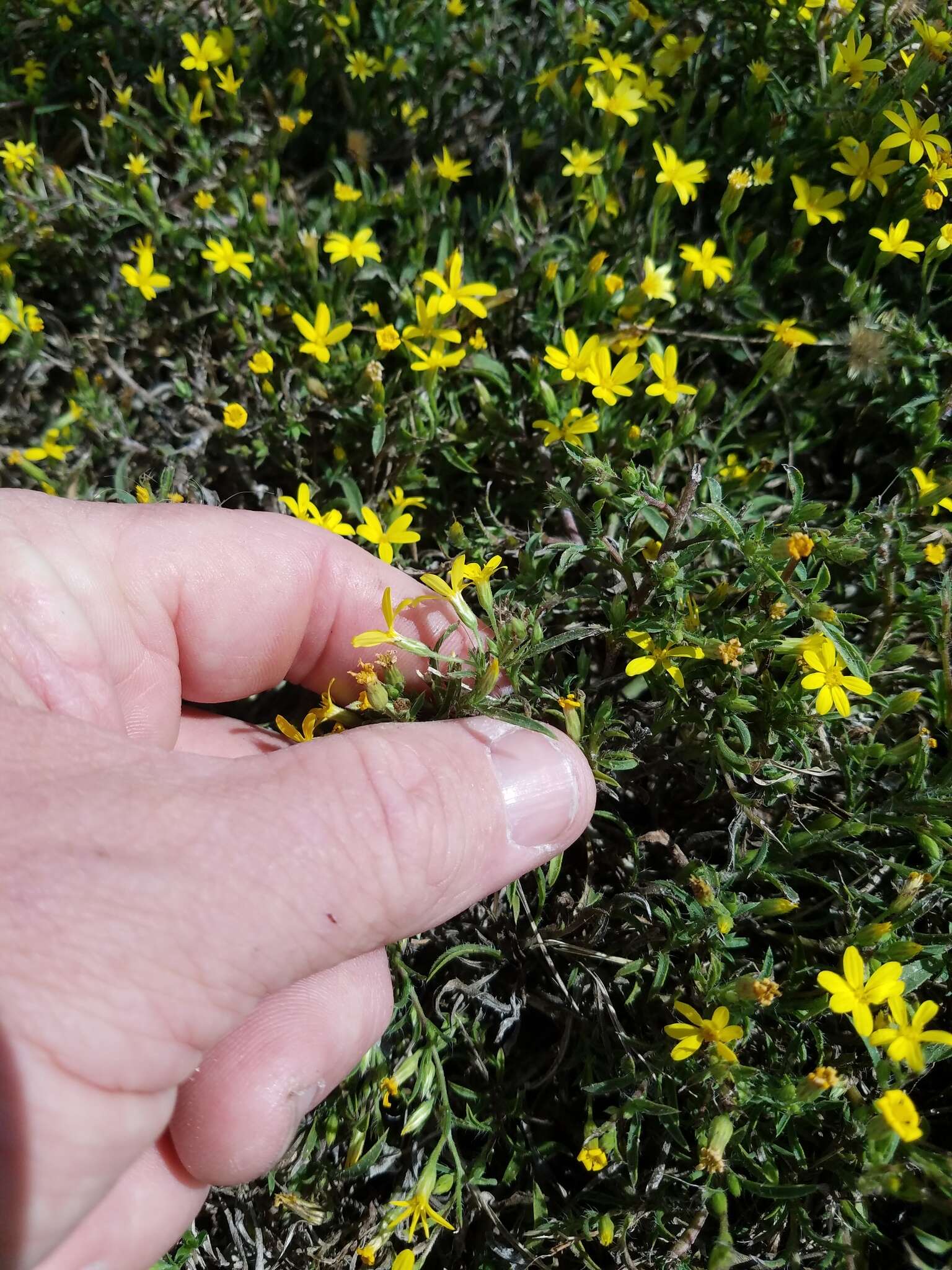 Image of stiffleaf scratchdaisy