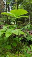 Imagem de Trillium cernuum L.