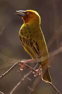 Image of Cape Weaver