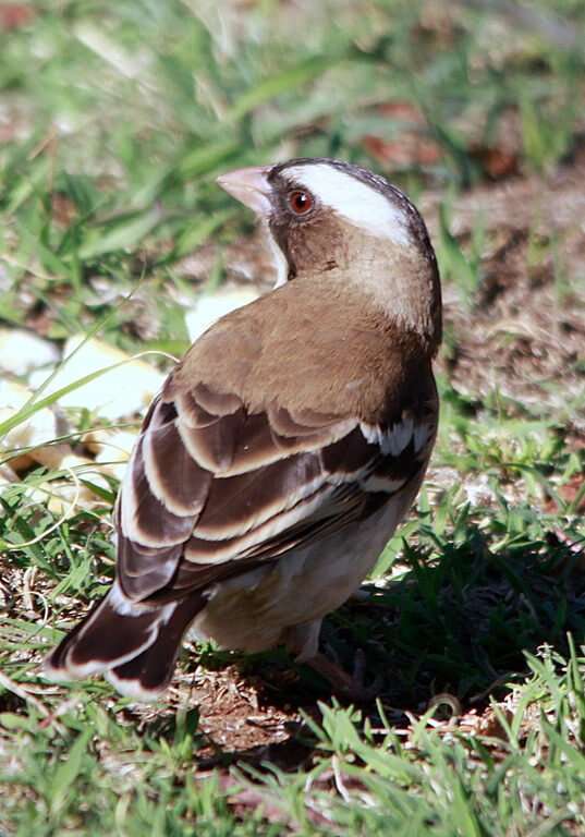 Image of sparrow-weaver