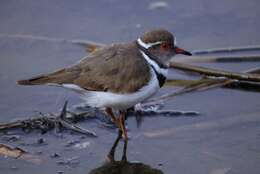 Image of African Three-banded Plover