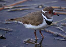 Слика од Charadrius tricollaris Vieillot 1818