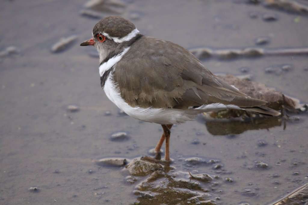 Image of African Three-banded Plover